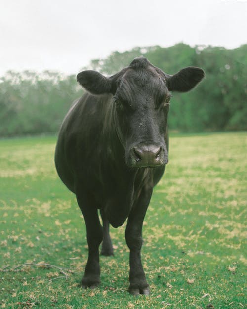 黑牛在绿色草地上 · 免费素材图片