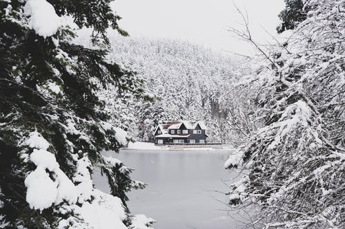 房屋和树木被雪覆盖 · 免费素材图片