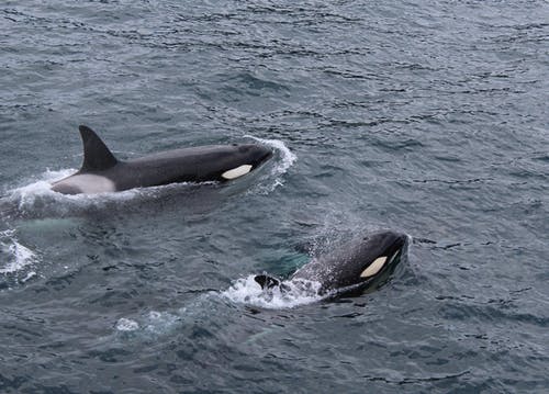 水体上的两只黑白海豚 · 免费素材图片