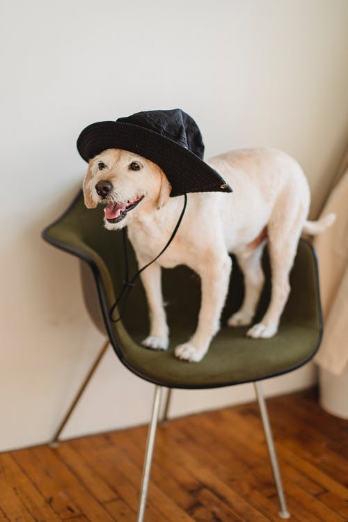 可爱的纯种狗在椅子上的帽子 · 免费素材图片