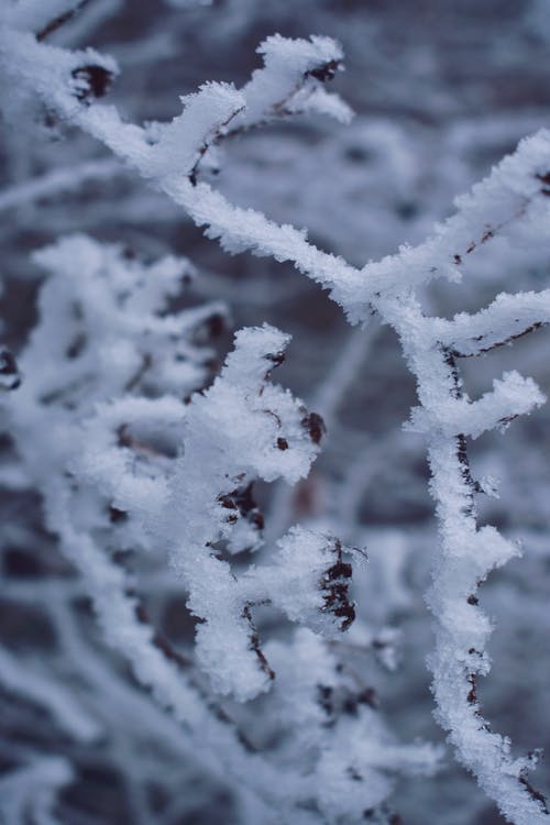 雪在树枝上 · 免费素材图片