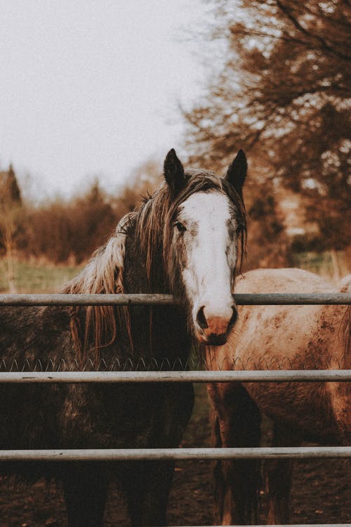 有关一群动物, 凝视, 动物学的免费素材图片