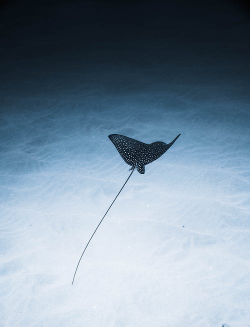 Aetobatus Narinari软骨鱼在蓝色的海底游泳 · 免费素材图片