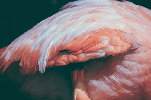 白色和橙色的动物羽毛 · 免费素材图片