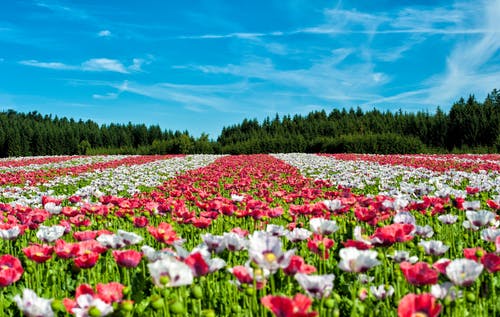 白天在蓝天下的红色和白色花朵 · 免费素材图片
