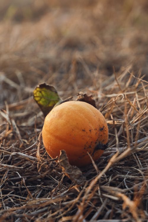圆形橙色水果 · 免费素材图片
