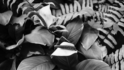 有关bw, Copyspace, 全画幅的免费素材图片