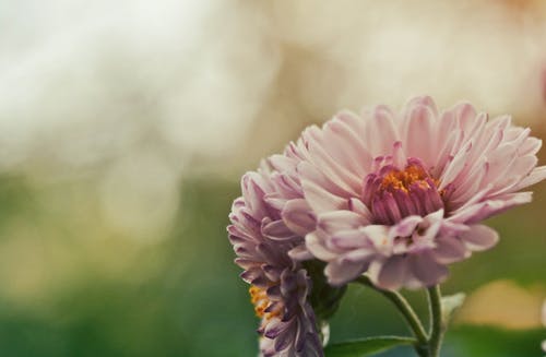近摄镜头的粉红色的花 · 免费素材图片