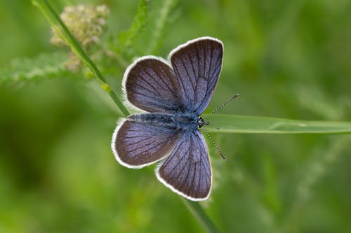 蝴蝶栖息在茎上的照片 · 免费素材图片