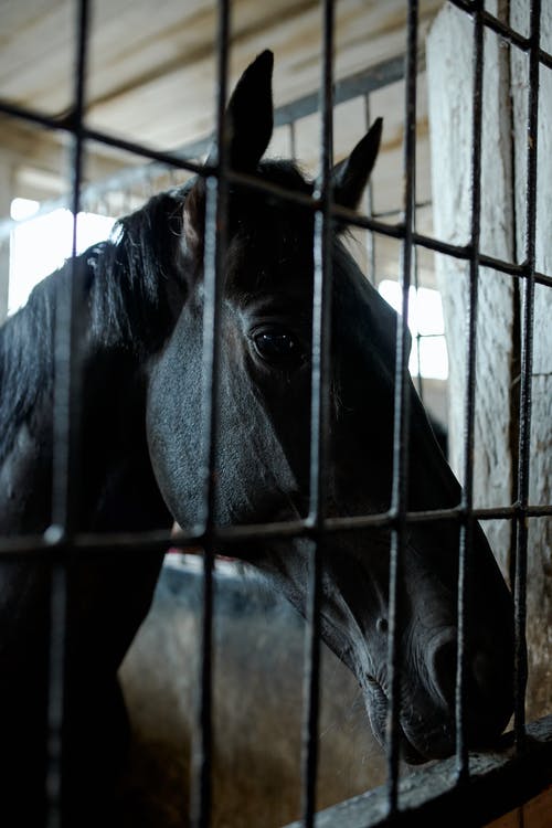 黑骏马站在马stable里 · 免费素材图片