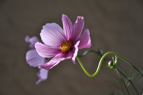 白天的紫色花 · 免费素材图片