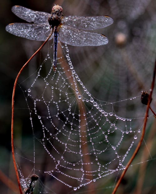 龙蝇陷阱在蜘蛛网上的照片 · 免费素材图片