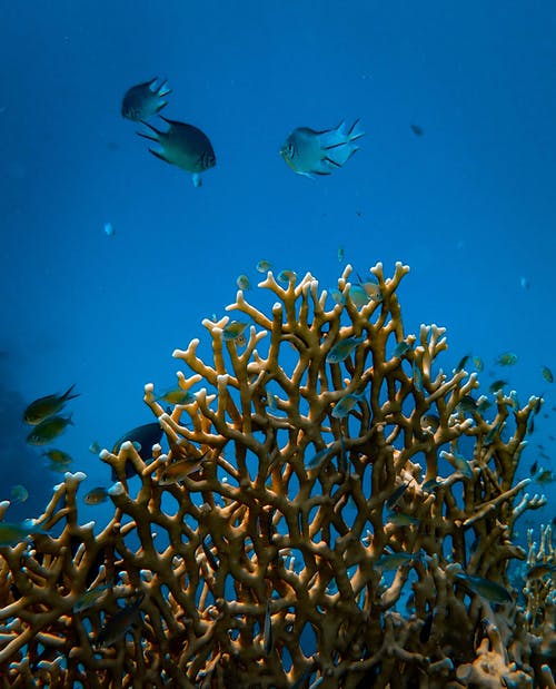 珊瑚礁附近的鱼 · 免费素材图片