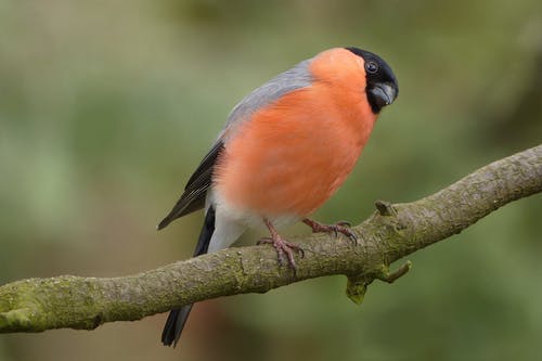 橙色和黑色的鸟栖息在棕色的茎上 · 免费素材图片