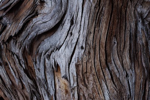 树皮 · 免费素材图片