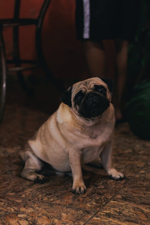 有关动物, 哺乳动物, 坐下的免费素材图片