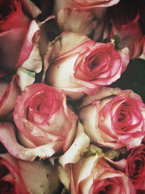有关漂亮, 特写, 玫瑰的免费素材图片