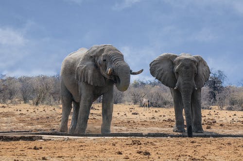 两个灰色的大象，在棕色的沙滩上 · 免费素材图片