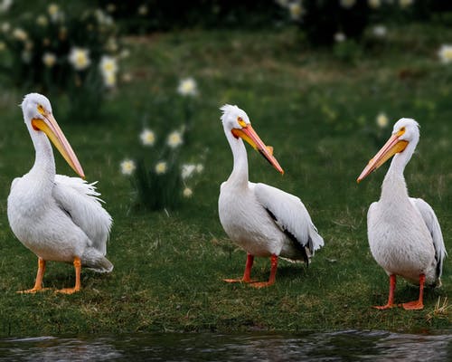 有关pelecanidae, pelecanus, 一起的免费素材图片