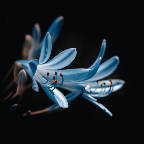 蓝色小花的特写照片 · 免费素材图片