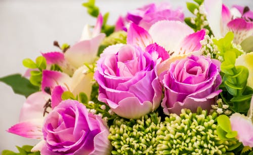 粉色和绿色的盆花 · 免费素材图片