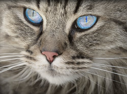 蓝眼睛的灰色虎斑猫 · 免费素材图片