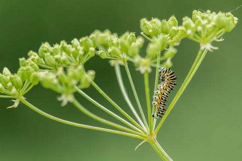 黄色和黑色毛毛虫在绿色的植物 · 免费素材图片