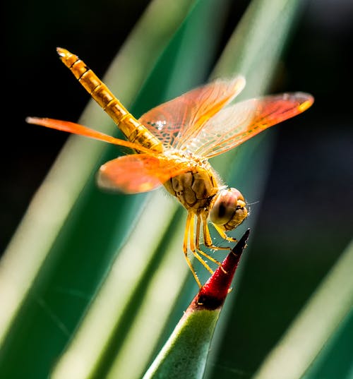 红色和绿色的叶子上的橙色蜻蜓 · 免费素材图片