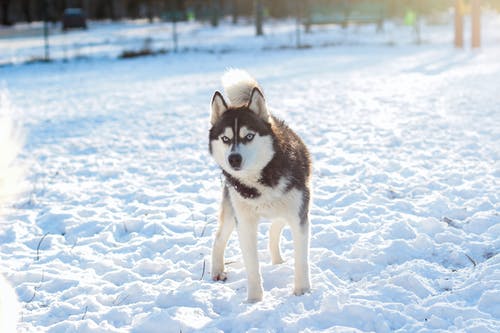 雪覆盖地面上的白色和黑色西伯利亚哈士奇犬 · 免费素材图片
