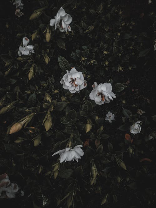 白色花瓣花朵的选择性聚焦摄影 · 免费素材图片