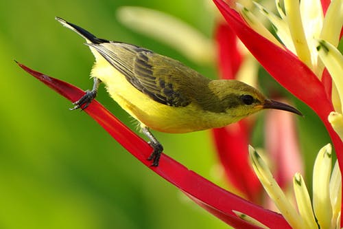 黑绿色和黄色长喙鸟的选择性聚焦摄影 · 免费素材图片