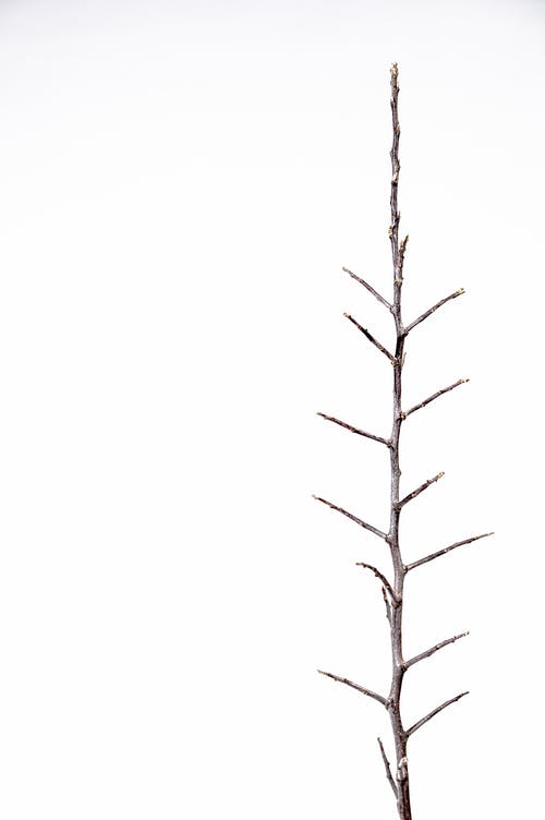 白色背景的棕色树枝 · 免费素材图片