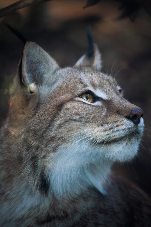 有关动物头, 动物, 动物园的免费素材图片