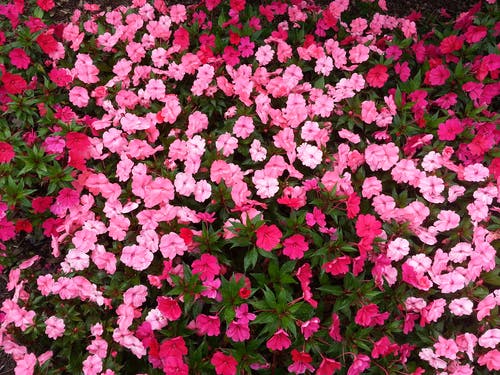 红色和粉红色的花瓣花 · 免费素材图片