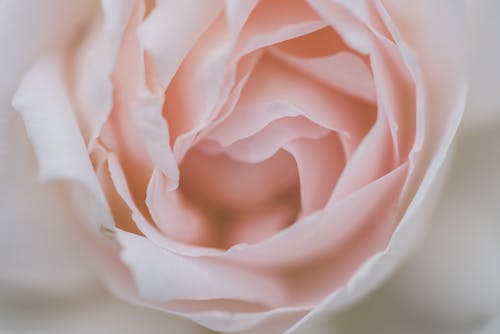 白玫瑰在关闭摄影 · 免费素材图片