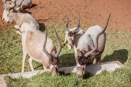 白色和棕色的羚羊躺在地上吃 · 免费素材图片