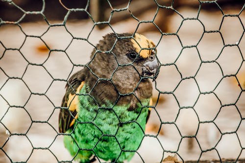 绿色黄色和黑色鸟在棕色金属笼子上 · 免费素材图片