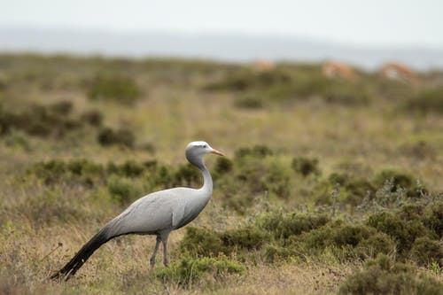 白色和灰色的长喙鸟在绿色草地上 · 免费素材图片