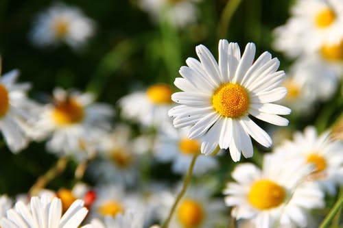 白天白色和黄色的花朵视图 · 免费素材图片