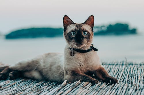 细心的暹罗猫在海边木板路上休息 · 免费素材图片