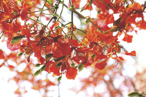 红色花朵的选择性聚焦摄影 · 免费素材图片