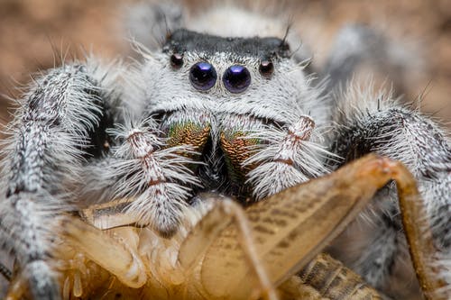 灰蜘蛛的微距摄影 · 免费素材图片