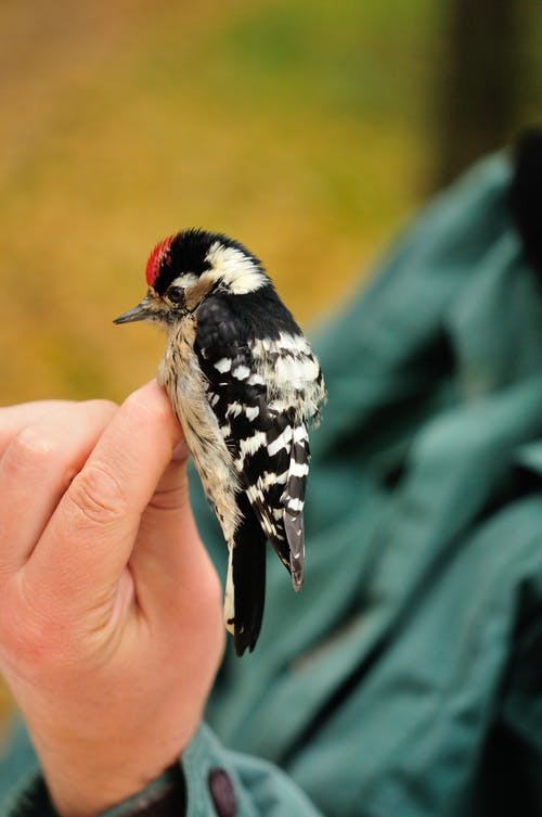 有关啄木鸟, 微距摄影, 栖息的鸟的免费素材图片