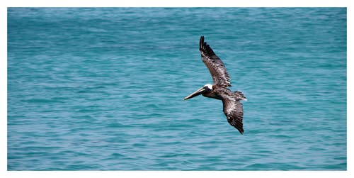 黑海海湾白天在水面上飞行 · 免费素材图片