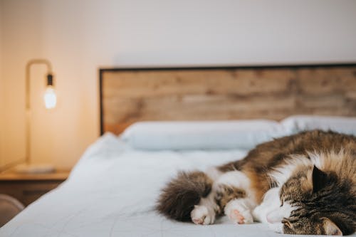 懒猫在家里的软床上休息 · 免费素材图片