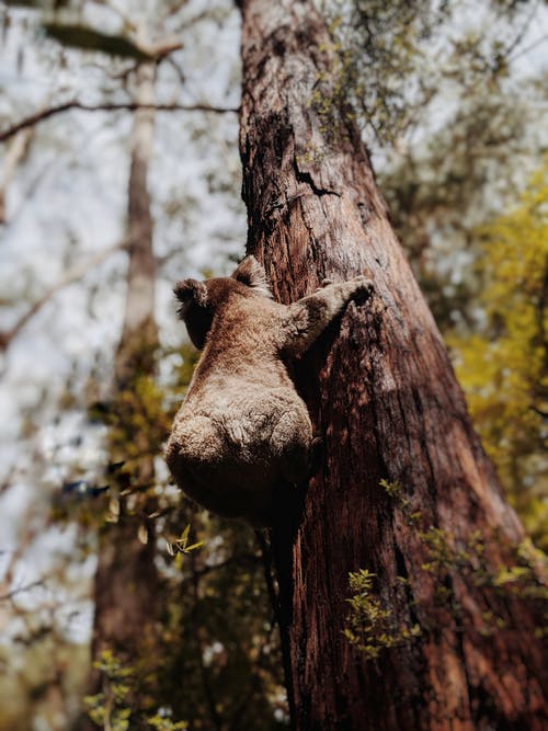 挂在树上的考拉熊 · 免费素材图片