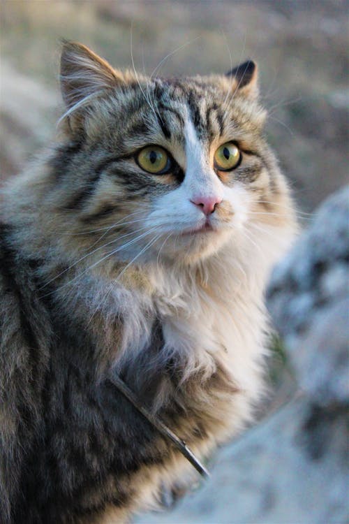有关动物, 垂直拍摄, 小猫的免费素材图片