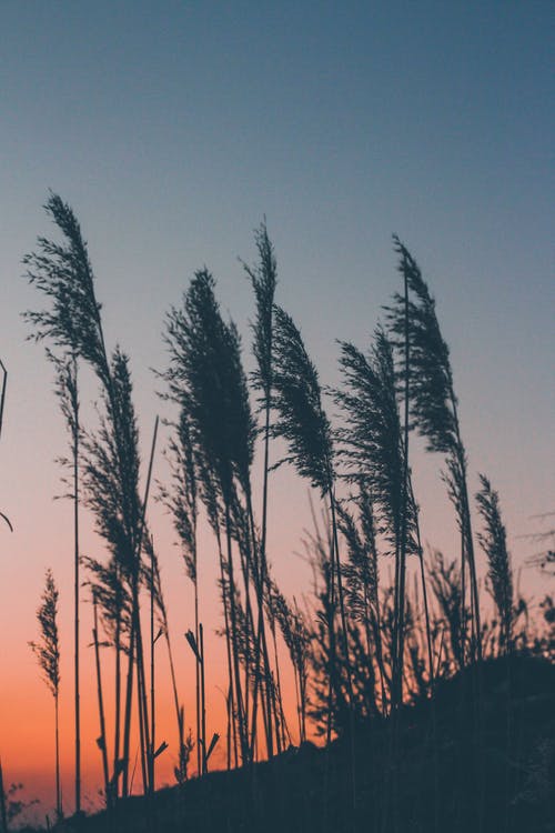 有关剪影, 垂直拍摄, 天性的免费素材图片