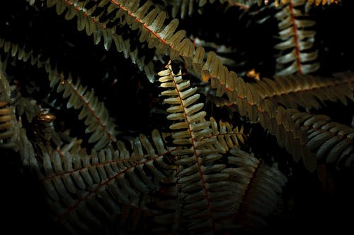 有关分公司, 增长, 多年生的免费素材图片