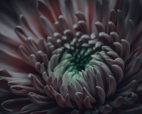 有关chrysanth, 作文, 味道的免费素材图片